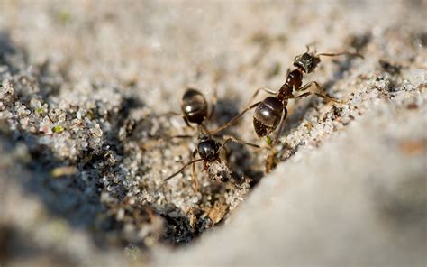 家中 突然出現很多 小螞蟻 1970 屬狗 一生